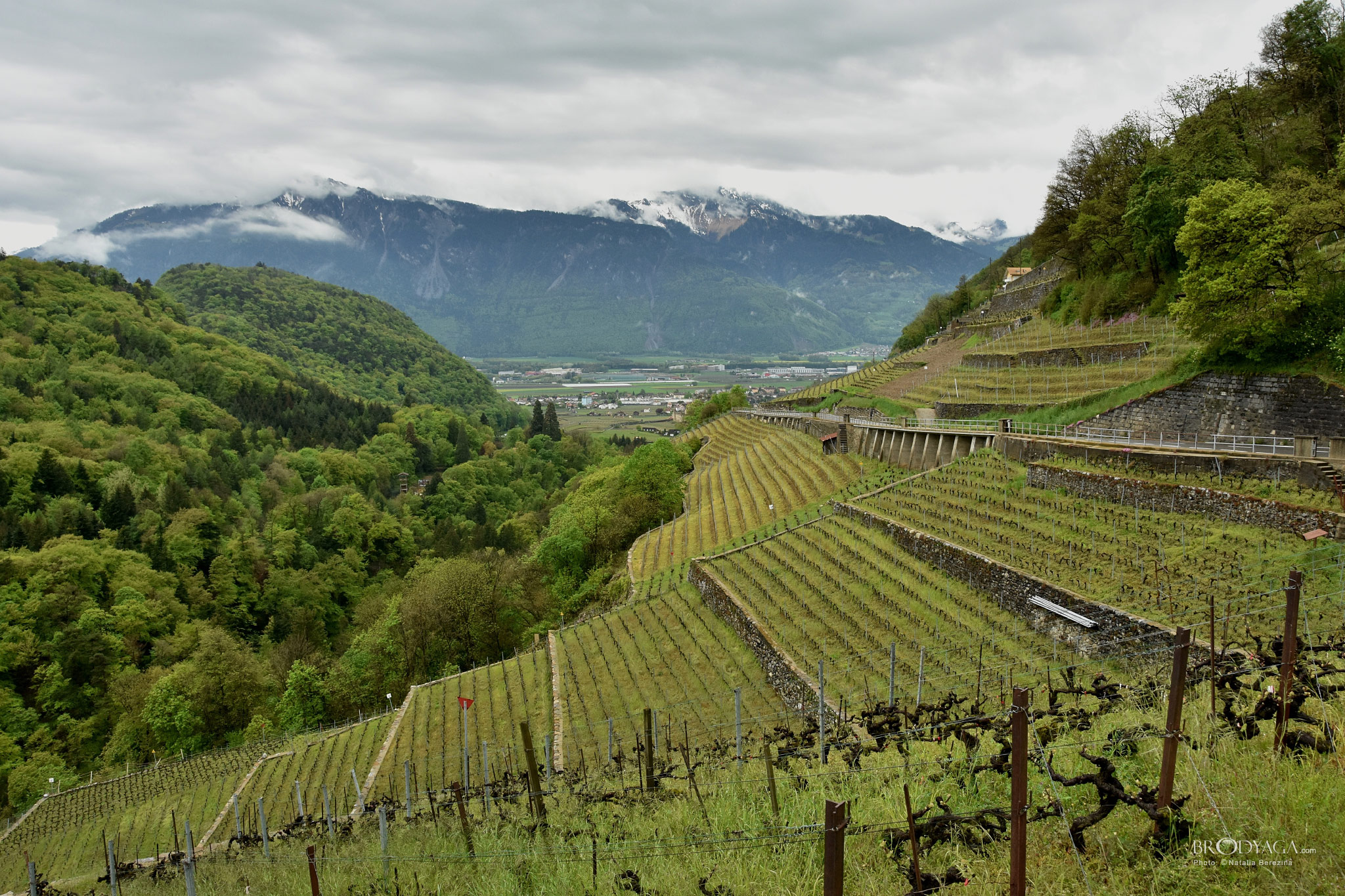 Aigle
